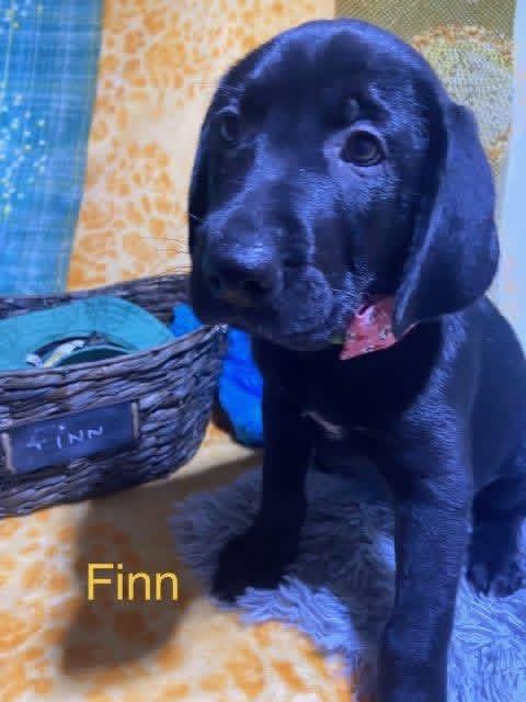 Enlarge Finn (Finnegan), an adopted mixed breed in Elkton, MD image 2/6