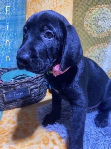 Enlarge Finn (Finnegan), an adopted mixed breed in Elkton, MD image 5/6