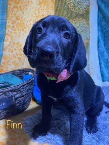Enlarge Finn (Finnegan), an adopted mixed breed in Elkton, MD image 4/6