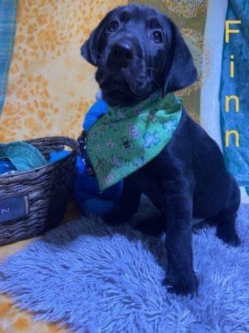 Enlarge Finn (Finnegan), an adopted mixed breed in Elkton, MD image 3/6