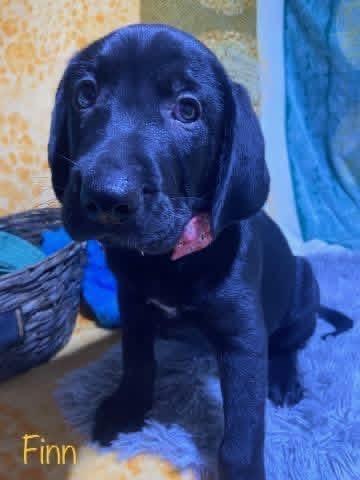 Enlarge Finn (Finnegan), an adopted mixed breed in Elkton, MD image 6/6