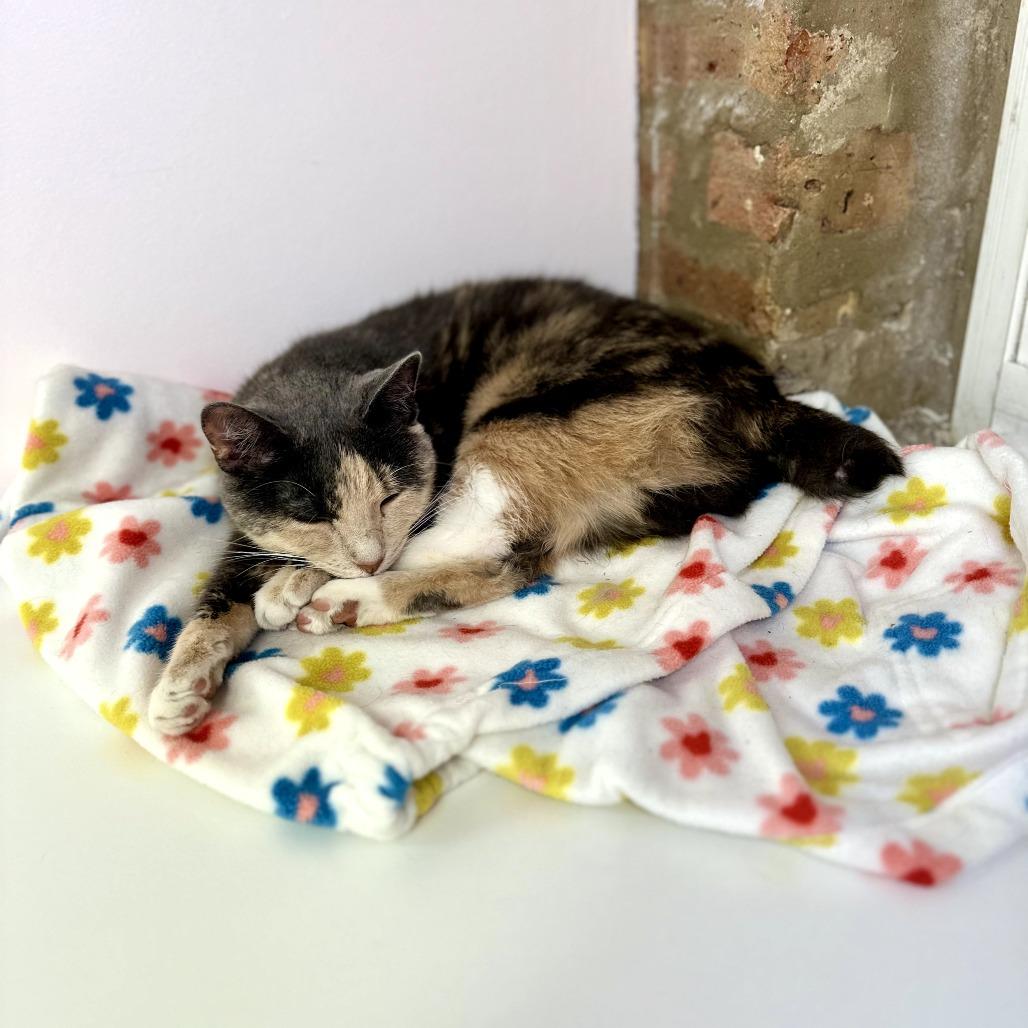 Bunny, a Adoptable Domestic Short Hair in Forest Park, IL image 1/5