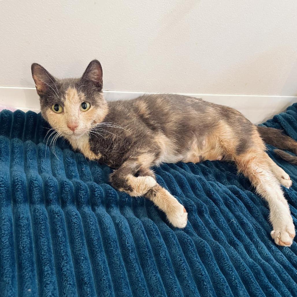 Bunny, a Adoptable Domestic Short Hair in Forest Park, IL image 2/5