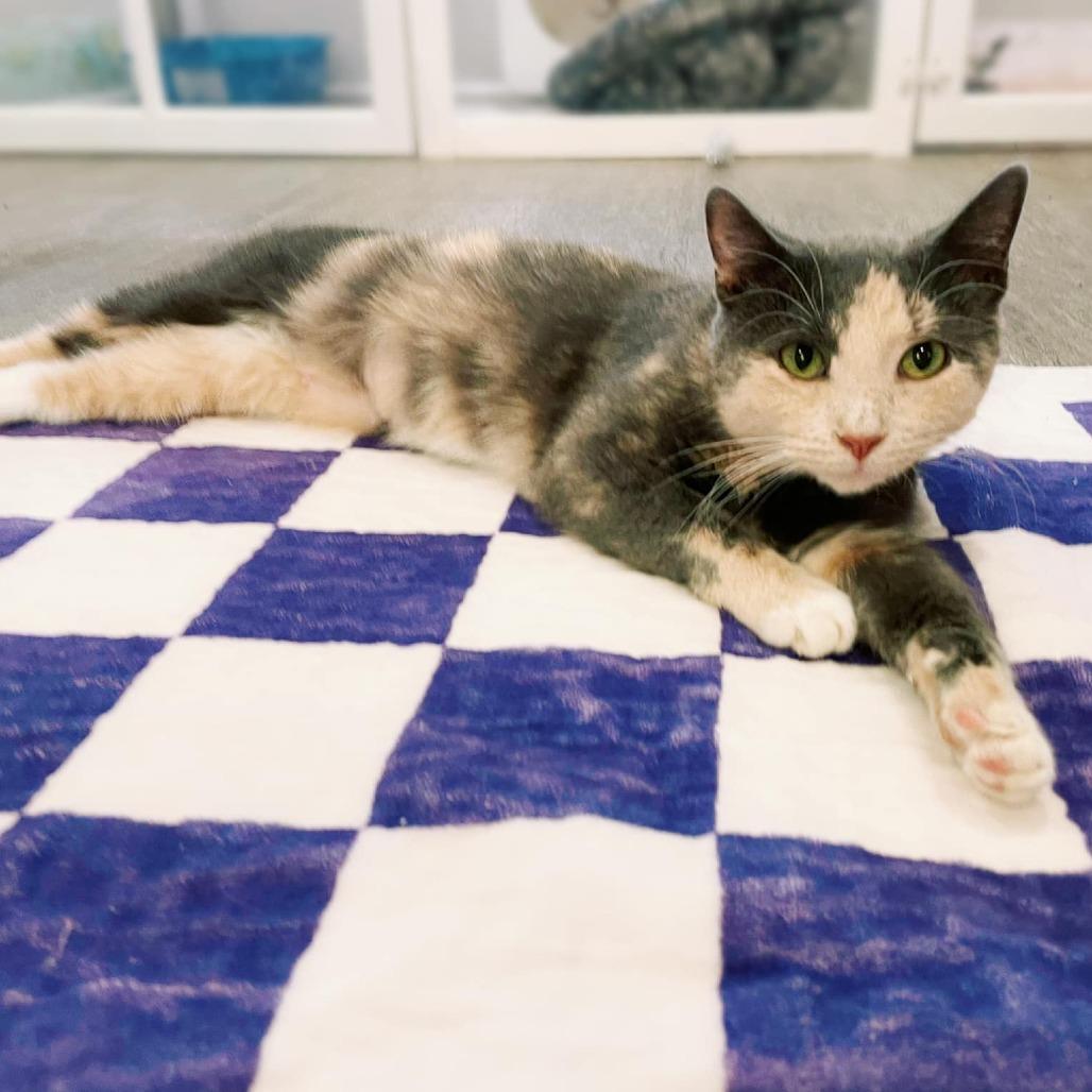 Bunny, a Adoptable Domestic Short Hair in Forest Park, IL image 3/5