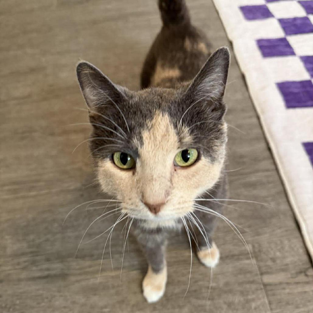 Bunny, a Adoptable Domestic Short Hair in Forest Park, IL image 4/5