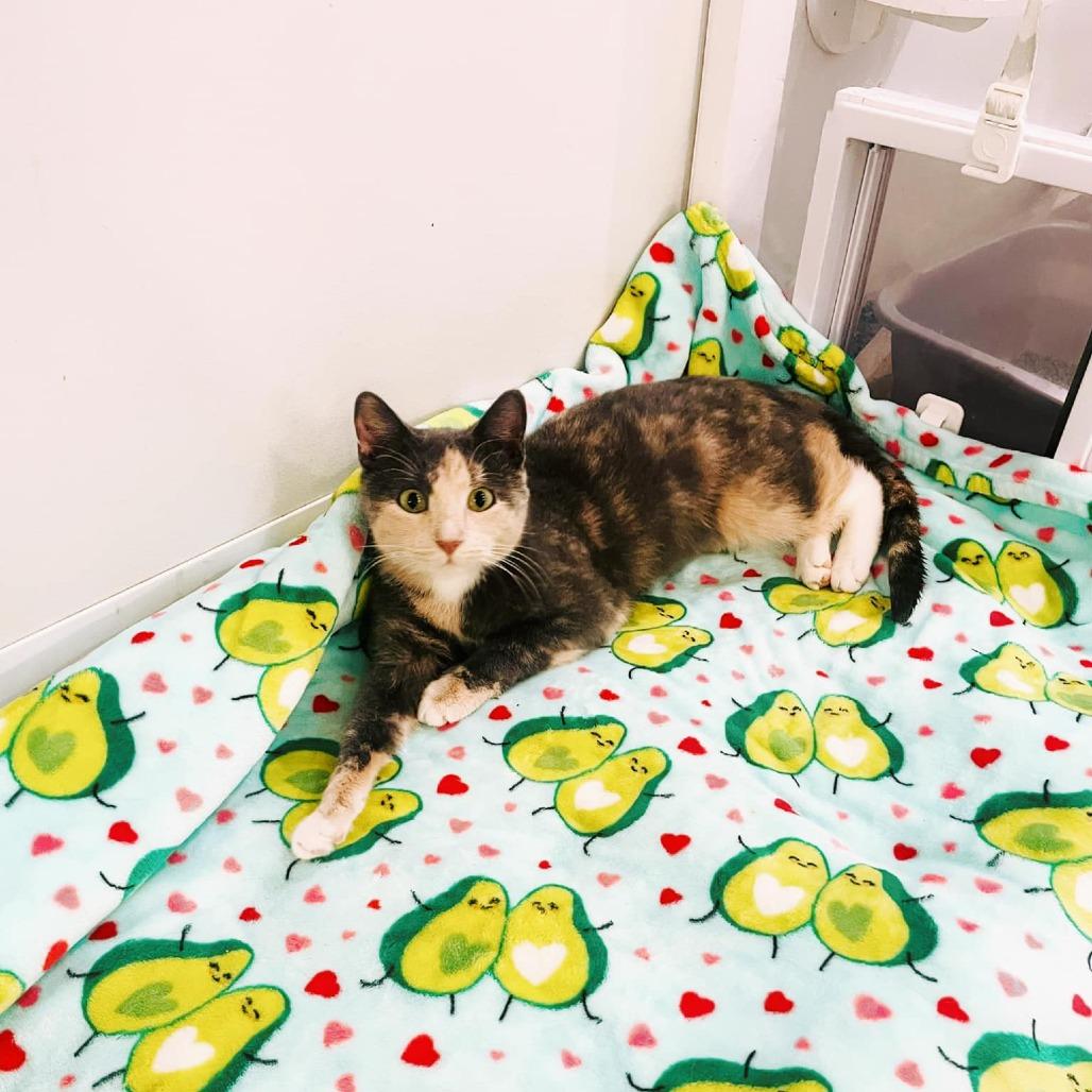 Bunny, a Adoptable Domestic Short Hair in Forest Park, IL image 5/5