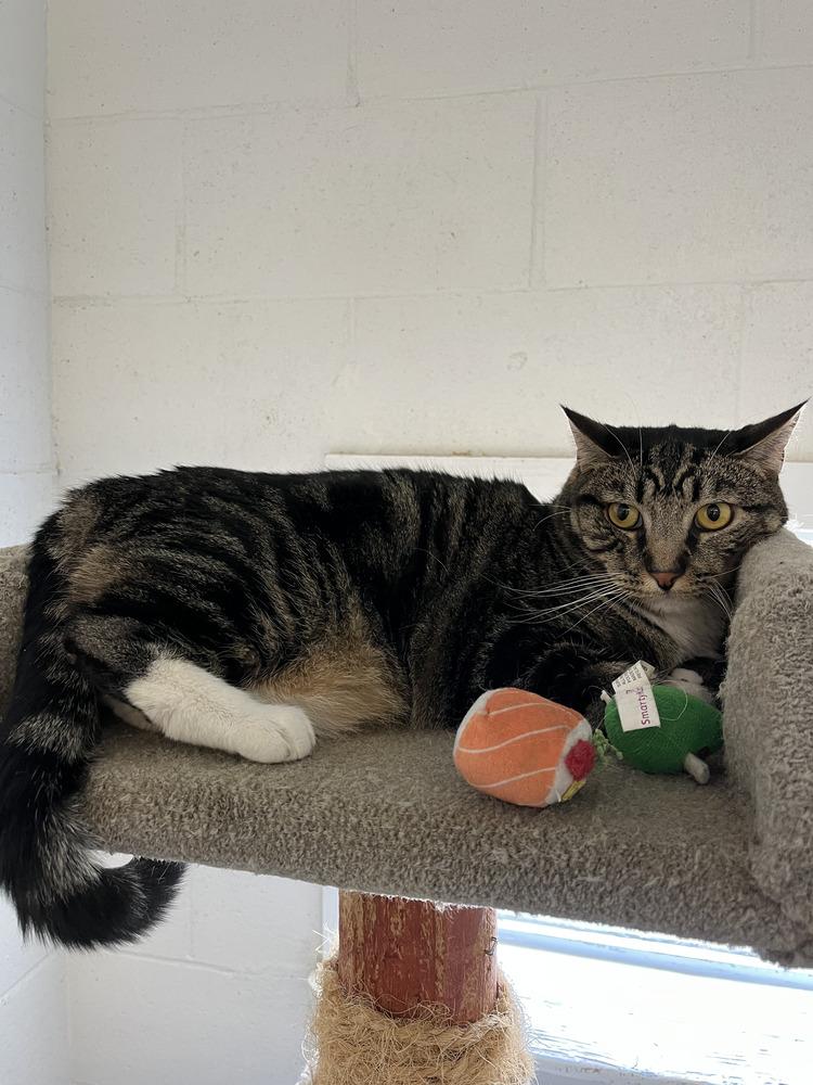 Enlarge Chai, a Adoptable Domestic Short Hair in Ontario, CA image 1/1