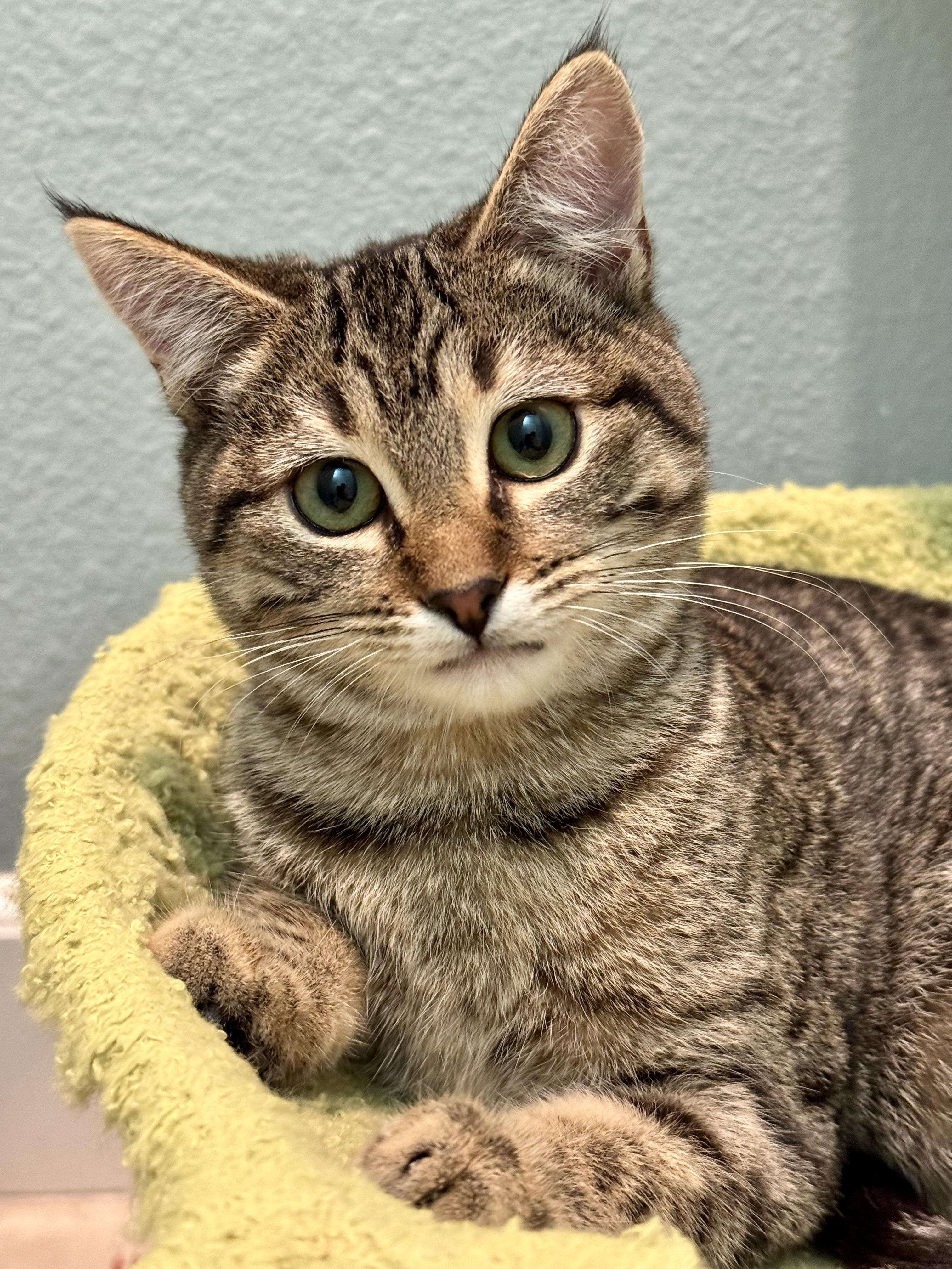 Teddy, a Adoptable mixed breed in Carlsbad, CA image 1/5