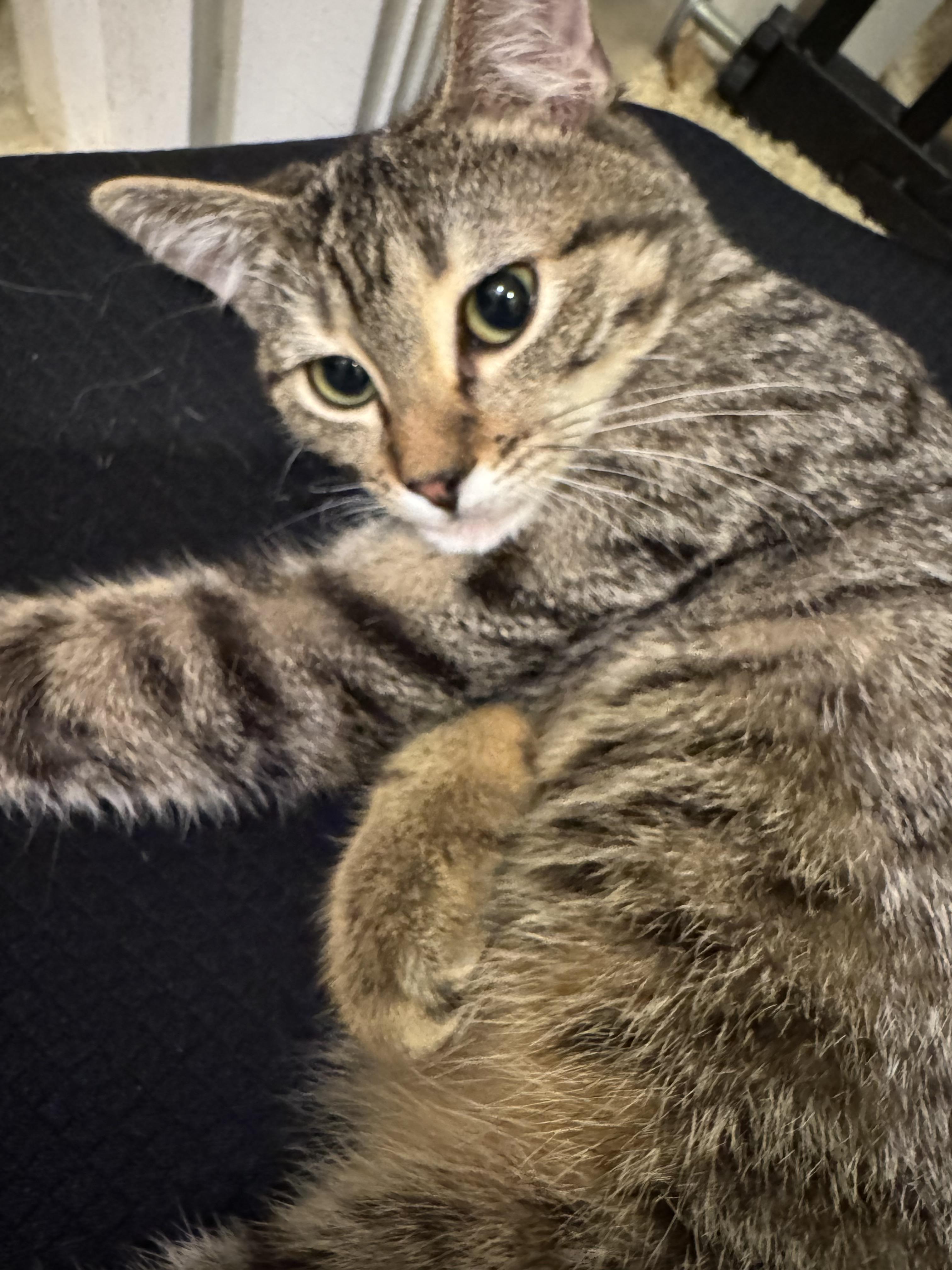 Teddy, a Adoptable mixed breed in Carlsbad, CA image 2/5
