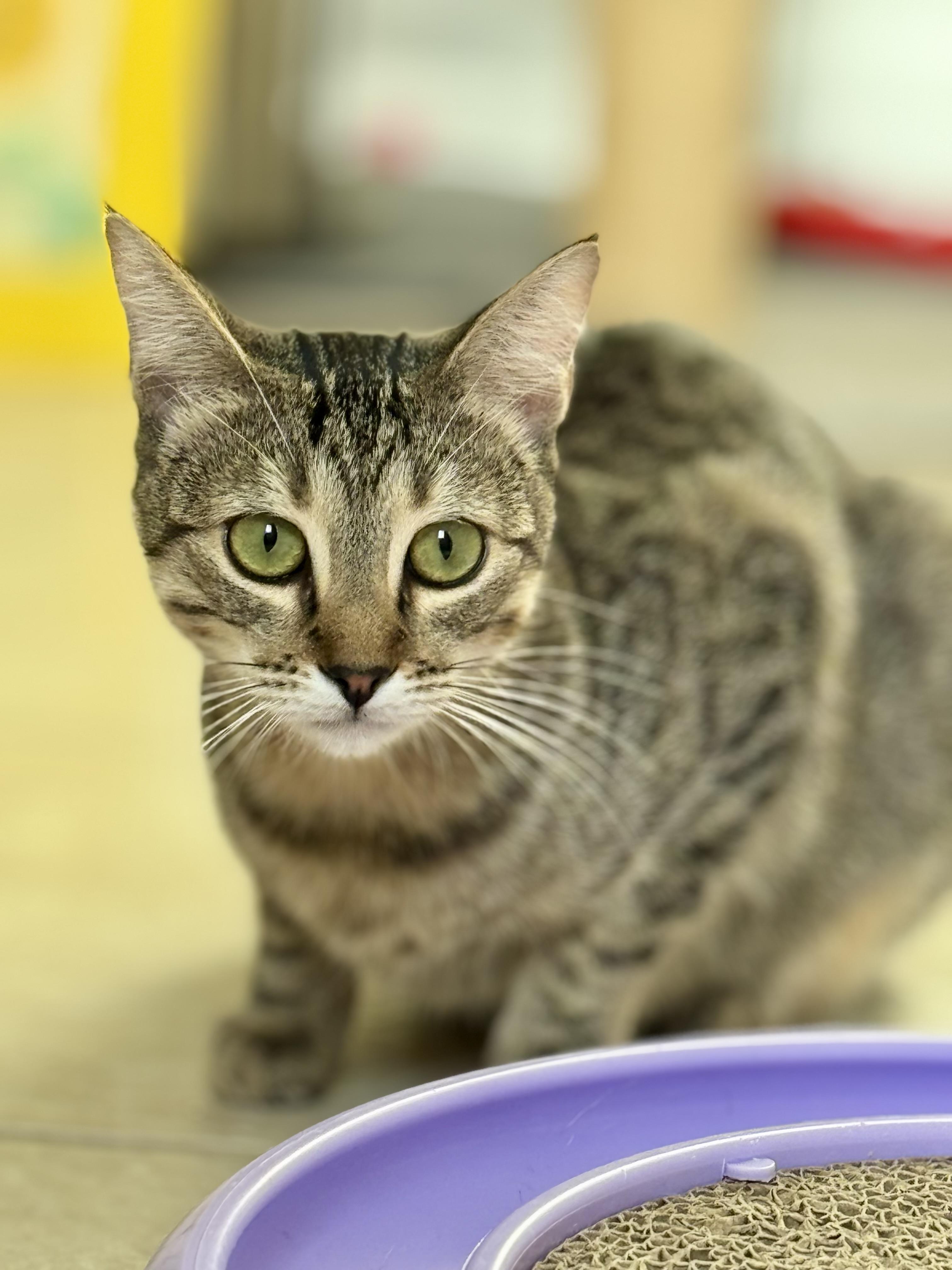 Teddy, a Adoptable mixed breed in Carlsbad, CA image 4/5