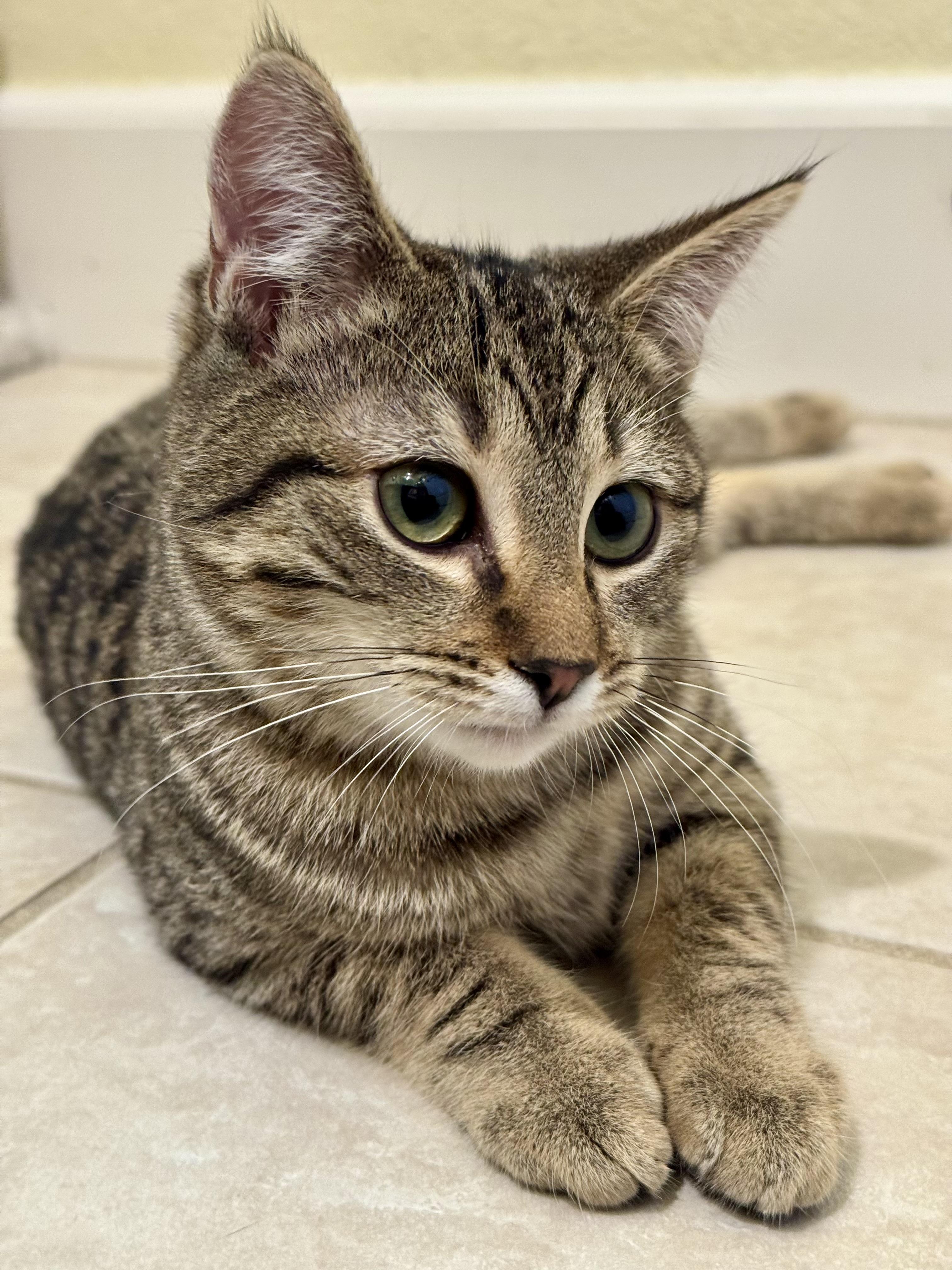 Teddy, a Adoptable mixed breed in Carlsbad, CA image 5/5