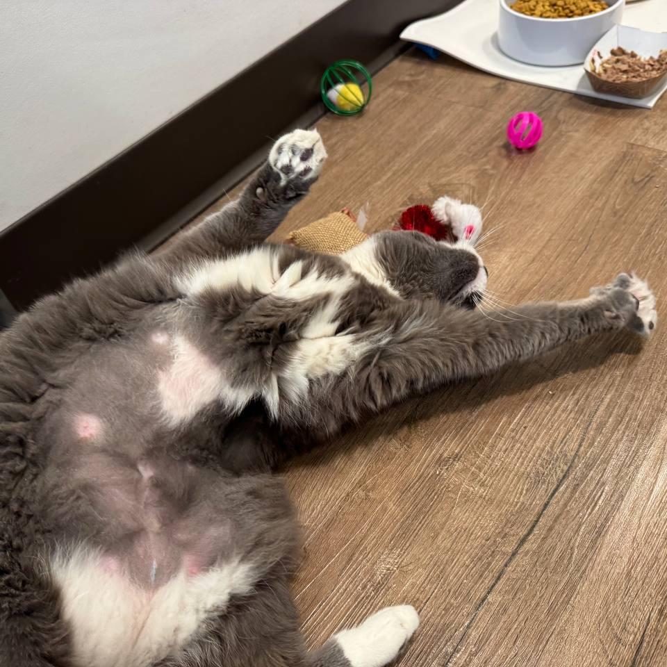 Enlarge Lola (Baby Blossom), a Adoptable Domestic Short Hair in Westhampton, NY image 2/6