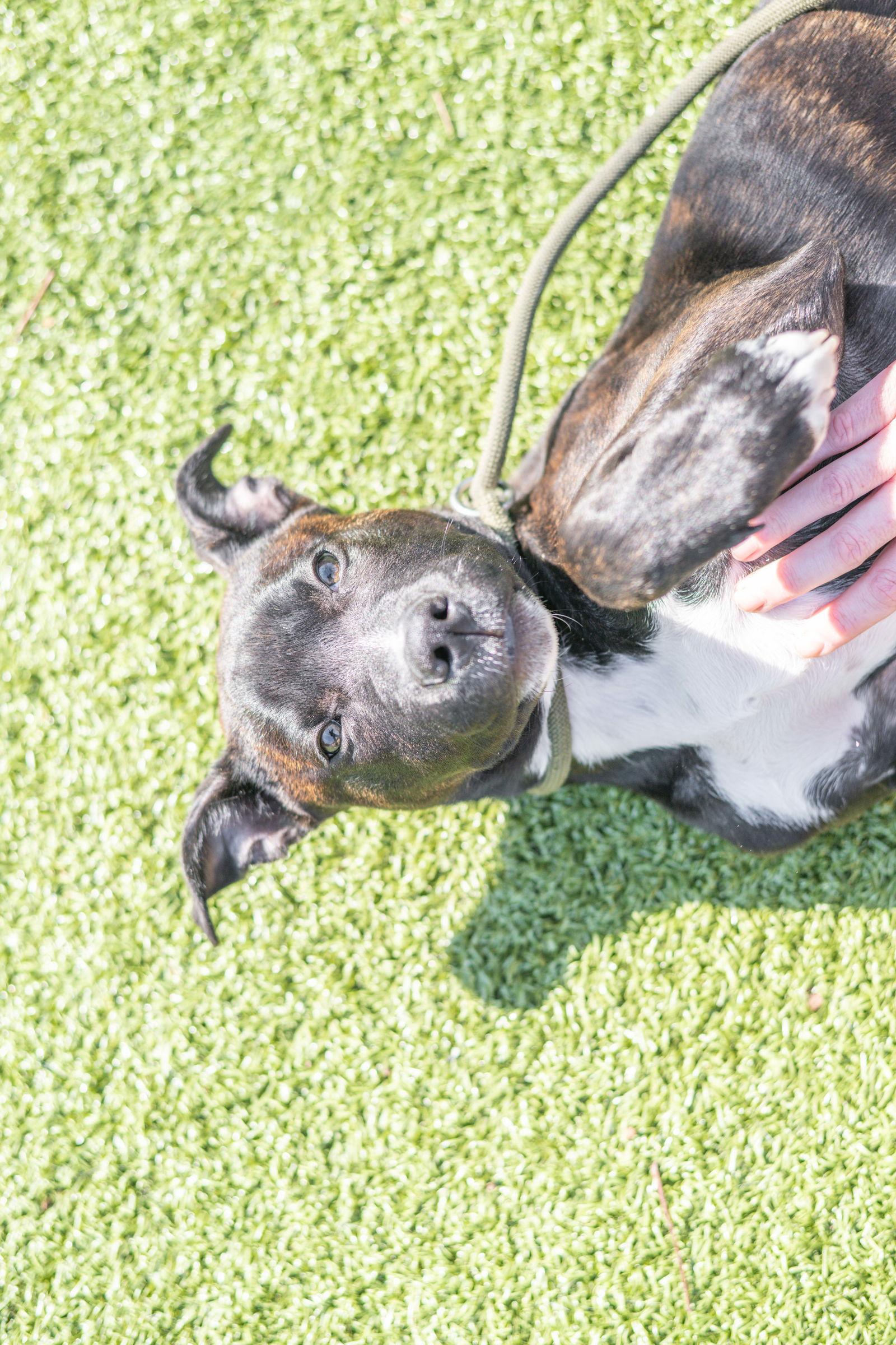 Enlarge Pluto, a Adoptable Terrier in Hilton Head Island, SC image 1/3