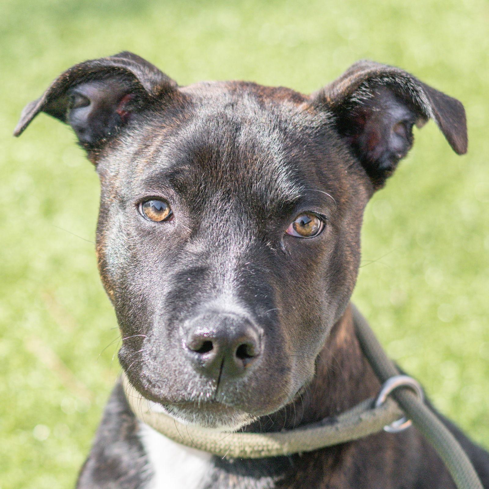 Enlarge Pluto, a Adoptable Terrier in Hilton Head Island, SC image 2/3