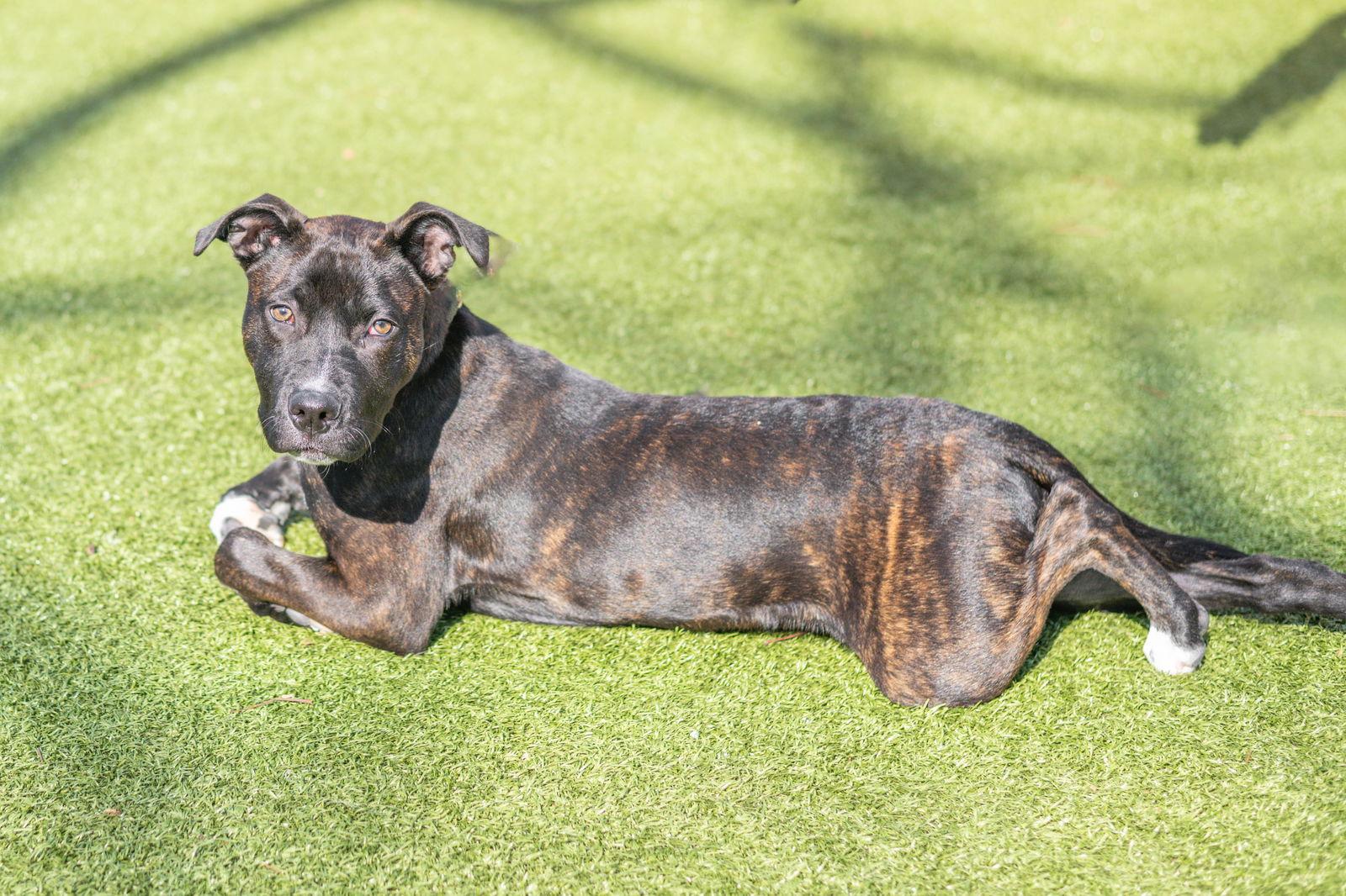 Enlarge Pluto, a Adoptable Terrier in Hilton Head Island, SC image 3/3