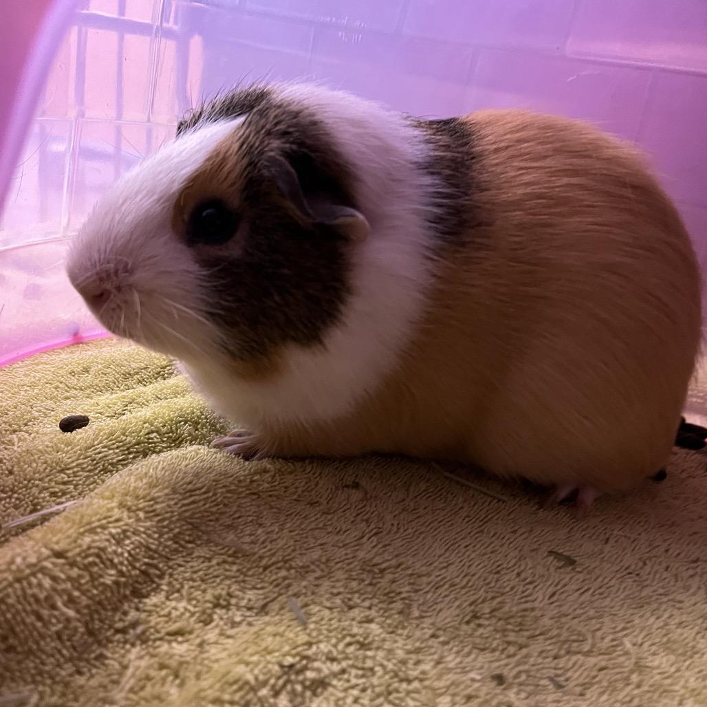 Enlarge Peanut and Opie, a Adoptable Guinea Pig in Pittsburgh, PA image 1/4