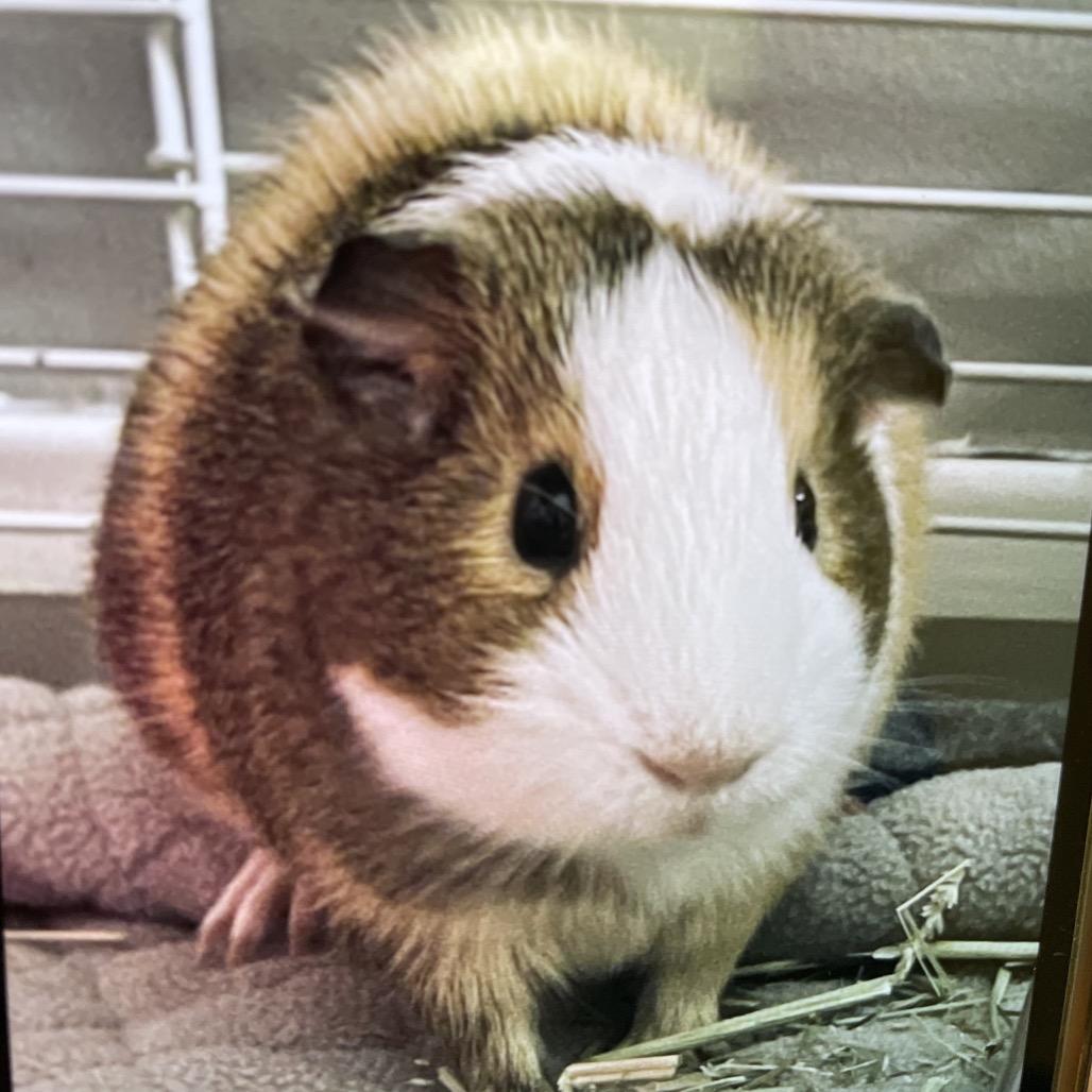 Enlarge Peanut and Opie, a Adoptable Guinea Pig in Pittsburgh, PA image 2/4
