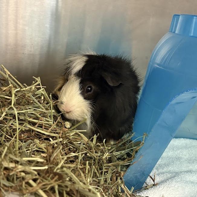 Enlarge Peanut and Opie, a Adoptable Guinea Pig in Pittsburgh, PA image 3/4