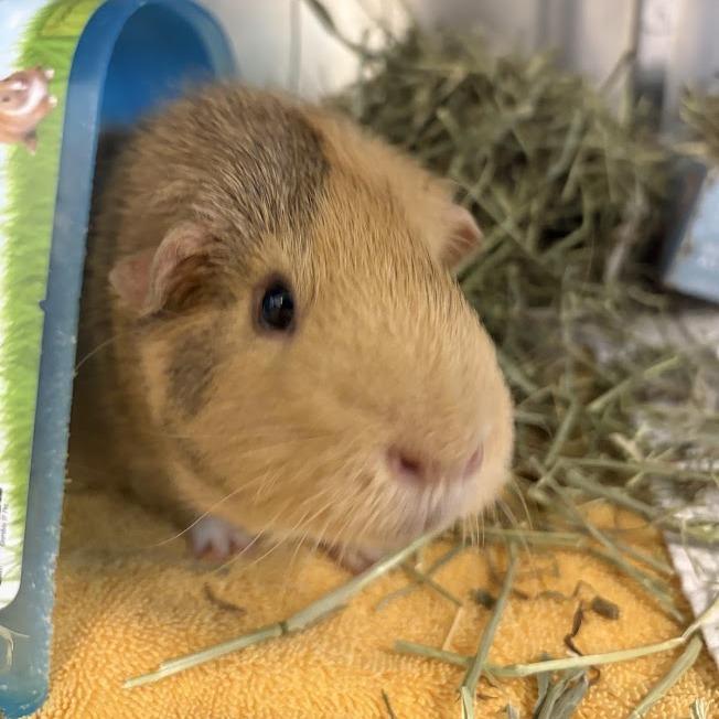 Enlarge Peanut and Opie, a Adoptable Guinea Pig in Pittsburgh, PA image 4/4