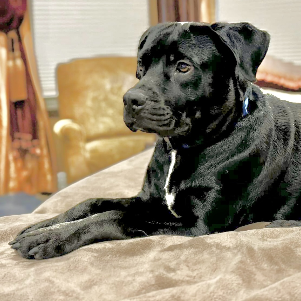 Gio, Adult Male Black Labrador Retriever