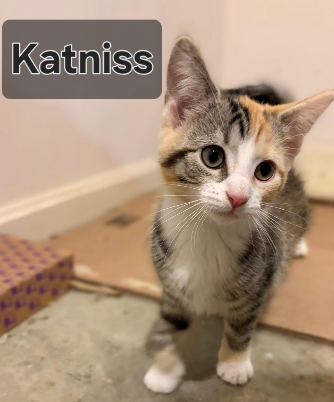 Enlarge Katniss, an adopted Domestic Short Hair in Jeffersonville, IN image 1/1