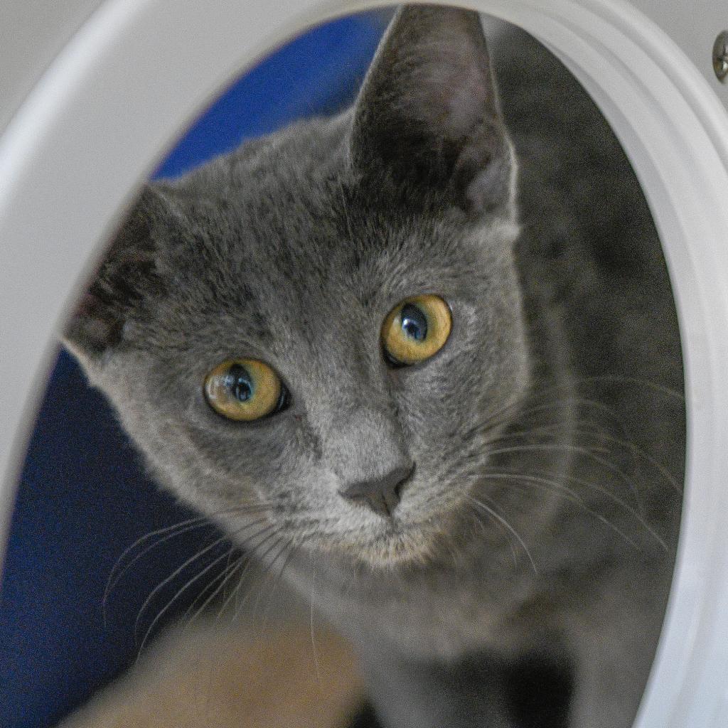 Smokey, Adoptable, Adult Female Domestic Short Hair & Russian Blue.