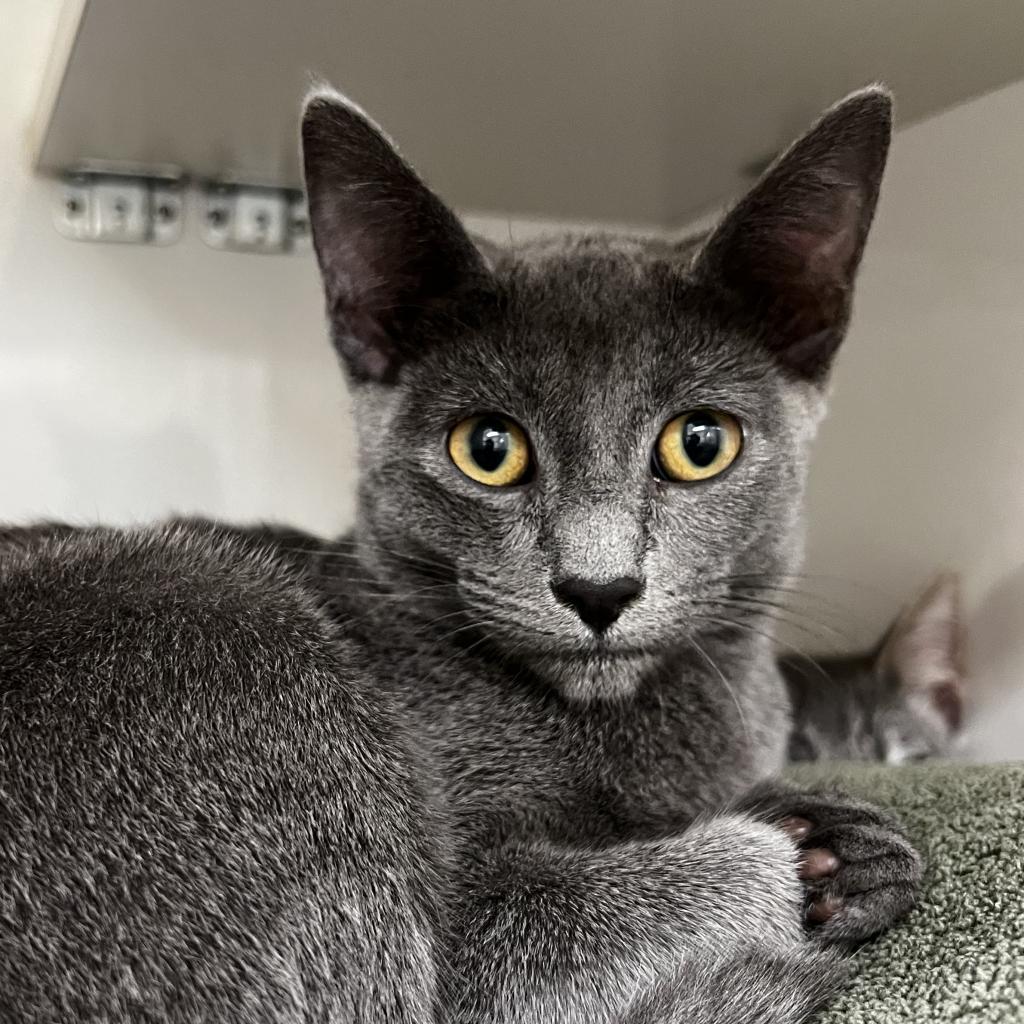 Enlarge Smokey, a Adoptable mixed breed in Redwood City, CA image 2/2