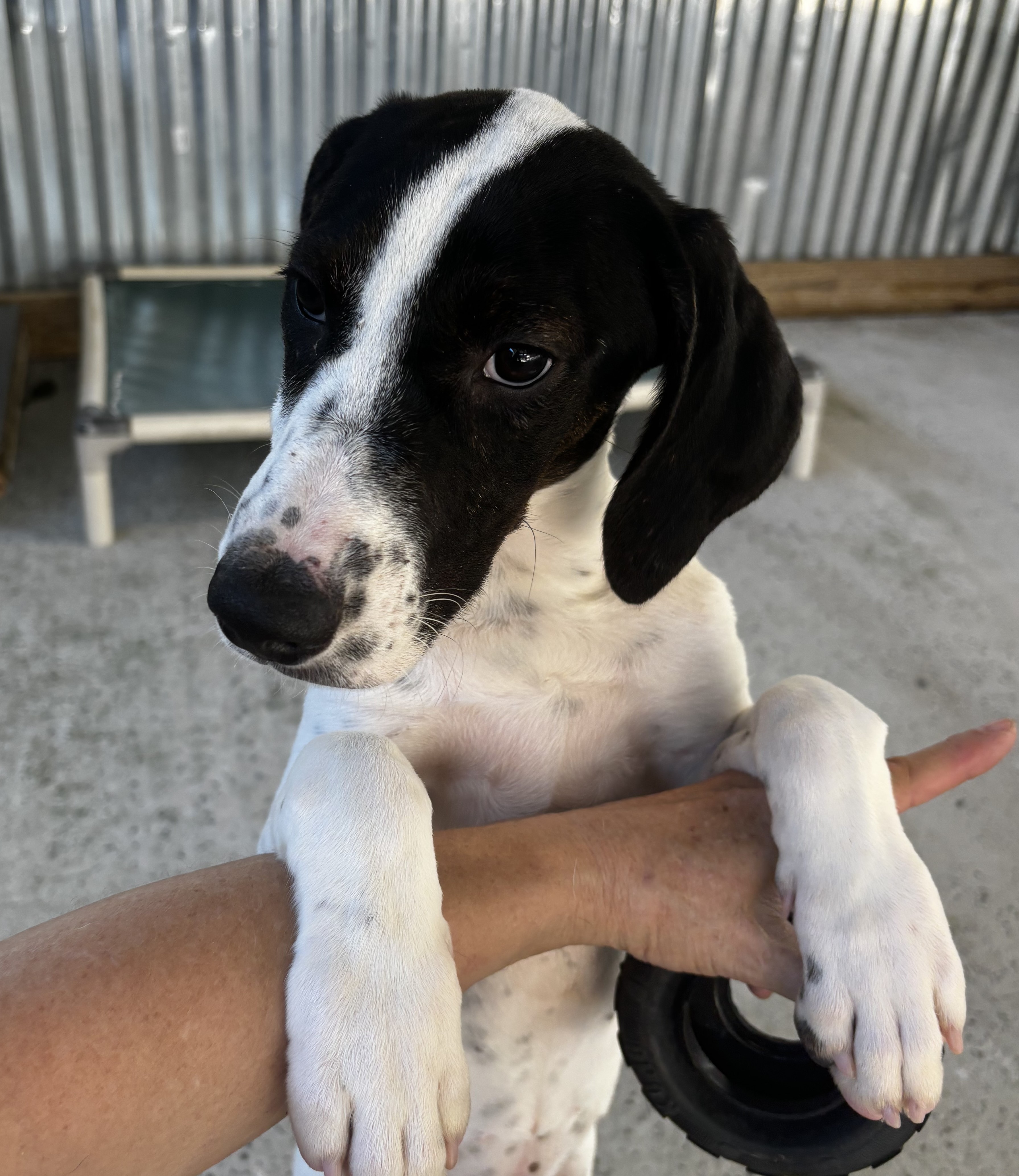 Dog for adoption Flower, a Hound Mix in Hagerstown, MD Petfinder