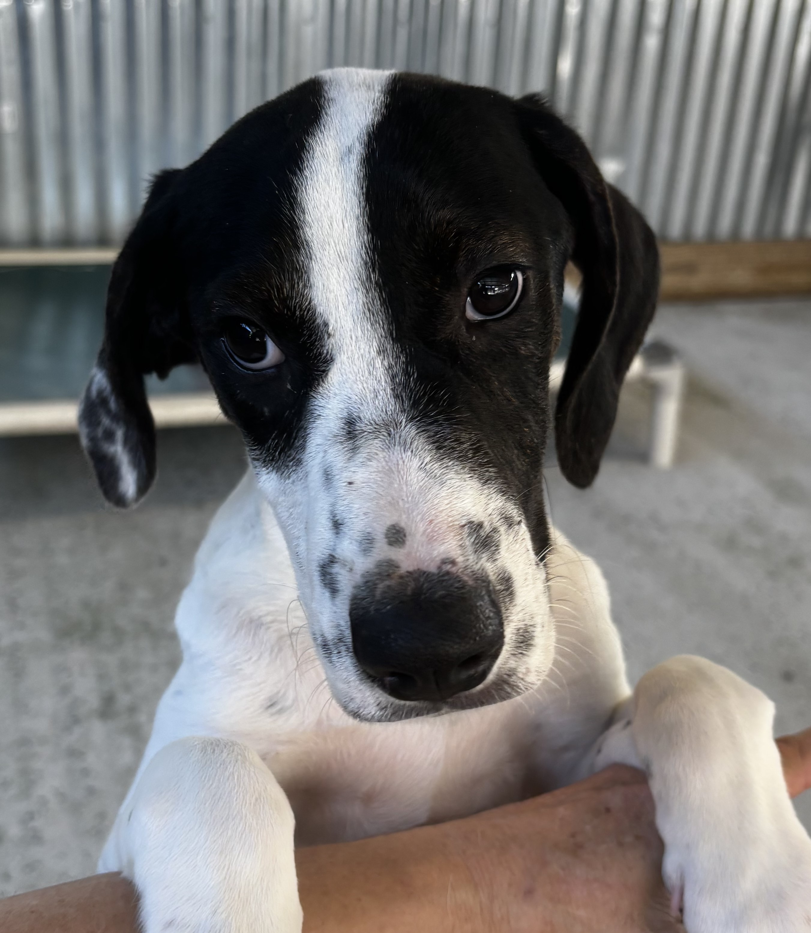 Dog for adoption Flower, a Hound Mix in Hagerstown, MD Petfinder