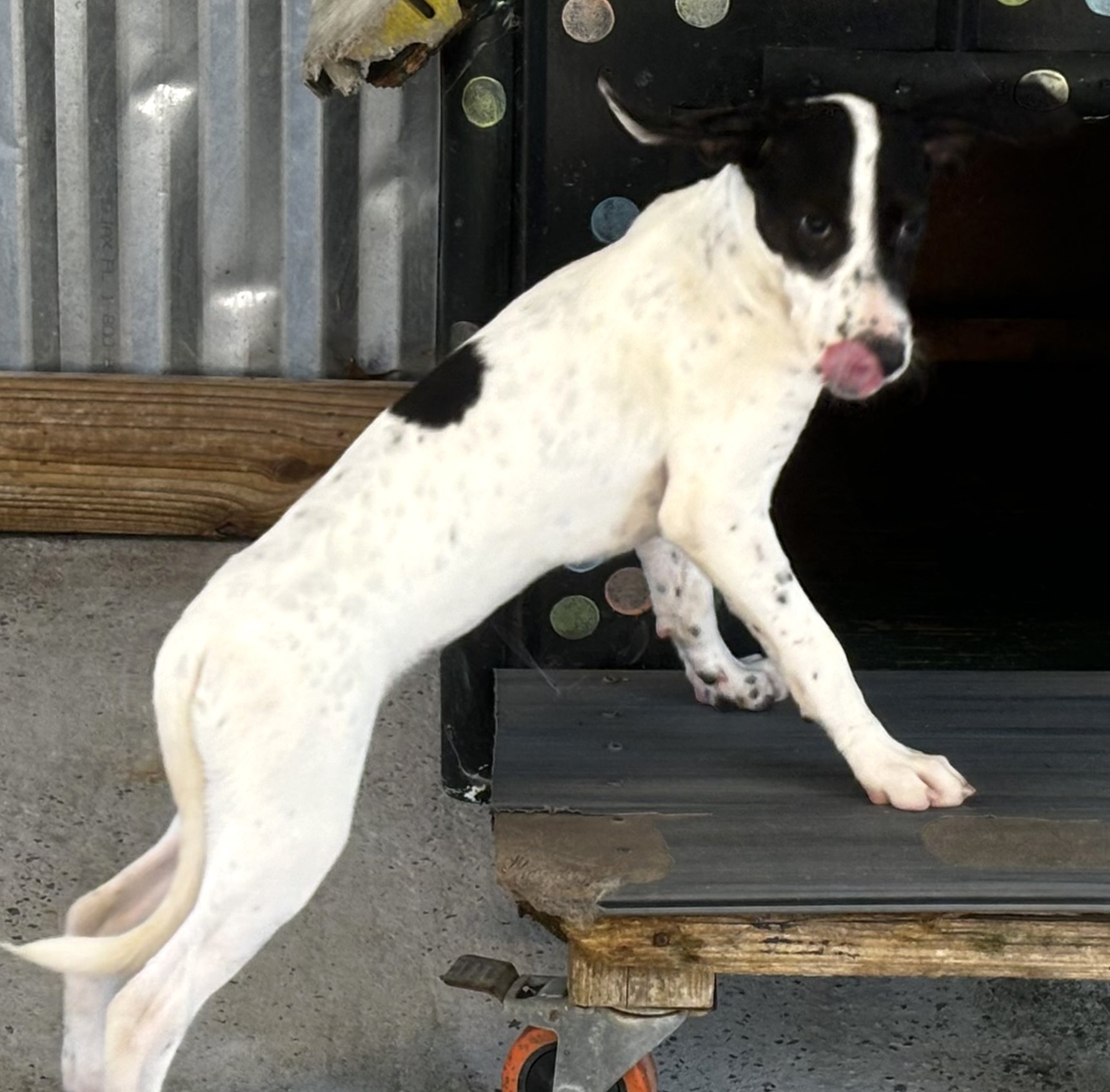 Dog for adoption Flower, a Hound Mix in Hagerstown, MD Petfinder