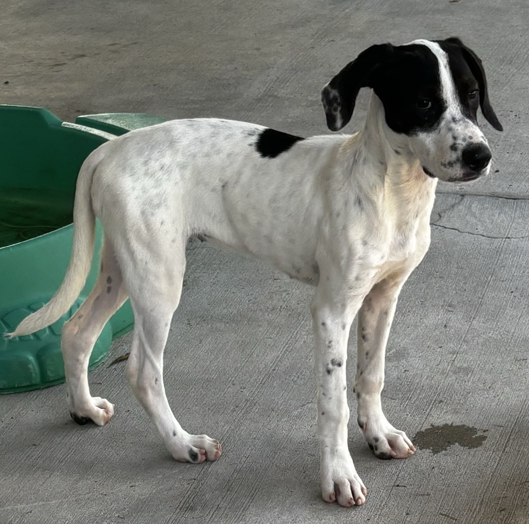 Dog for adoption Flower, a Hound Mix in Hagerstown, MD Petfinder