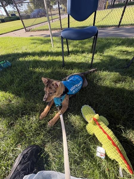 Cholula, Adoptable, Puppy Female Siberian Husky & Catahoula Leopard Dog.