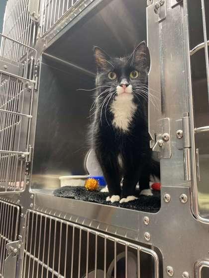 Oreo, Adoptable, Senior Female Domestic Medium Hair & Domestic Short Hair.
