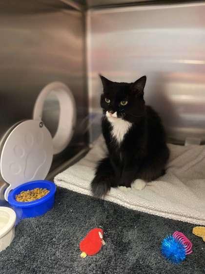 Enlarge Oreo, a Adoptable mixed breed in Fergus Falls, MN image 2/3