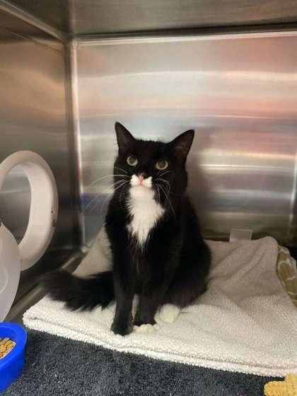 Enlarge Oreo, a Adoptable mixed breed in Fergus Falls, MN image 3/3