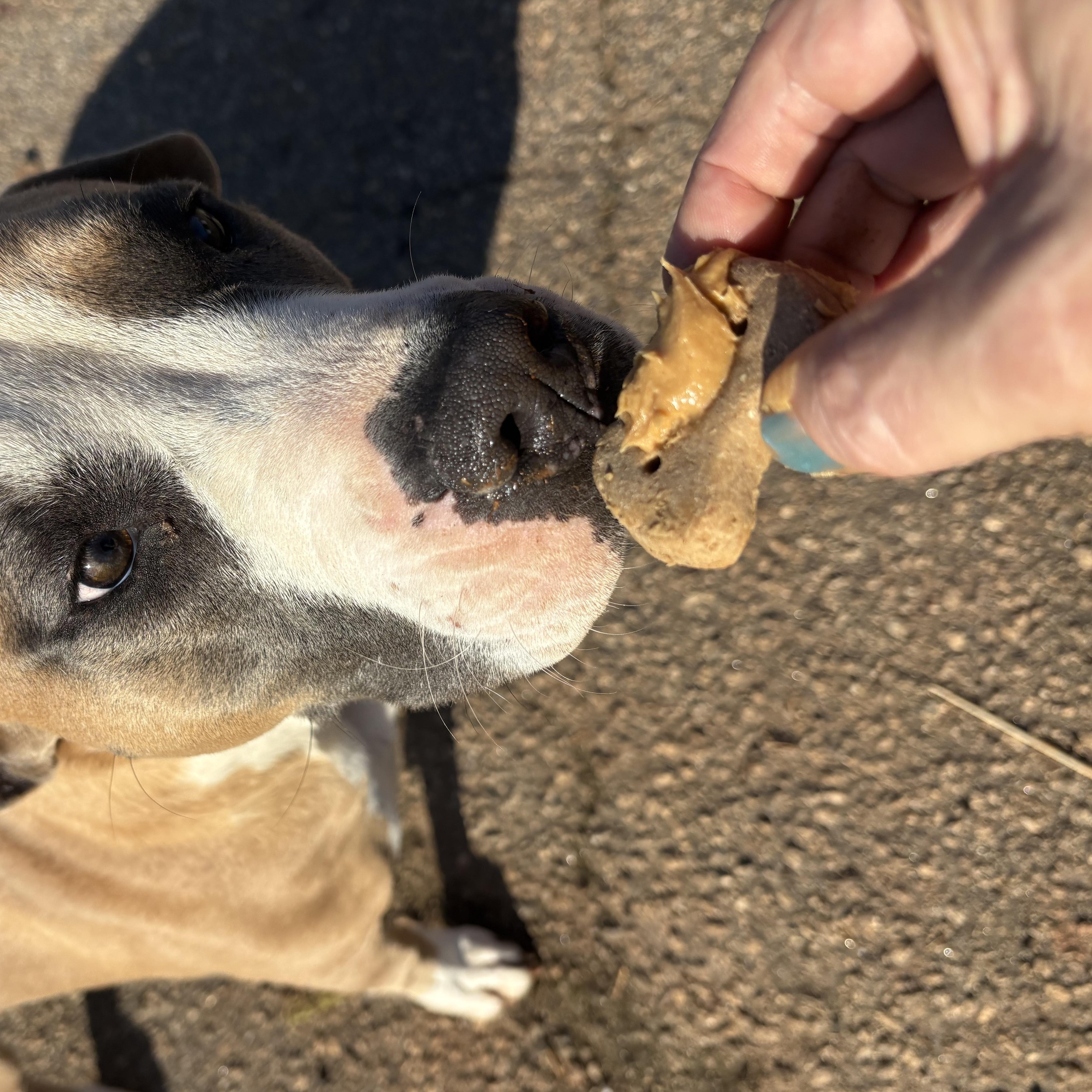 Chili Dog , a ADOPTABLE mixed breed in Williamston, SC image 2/2