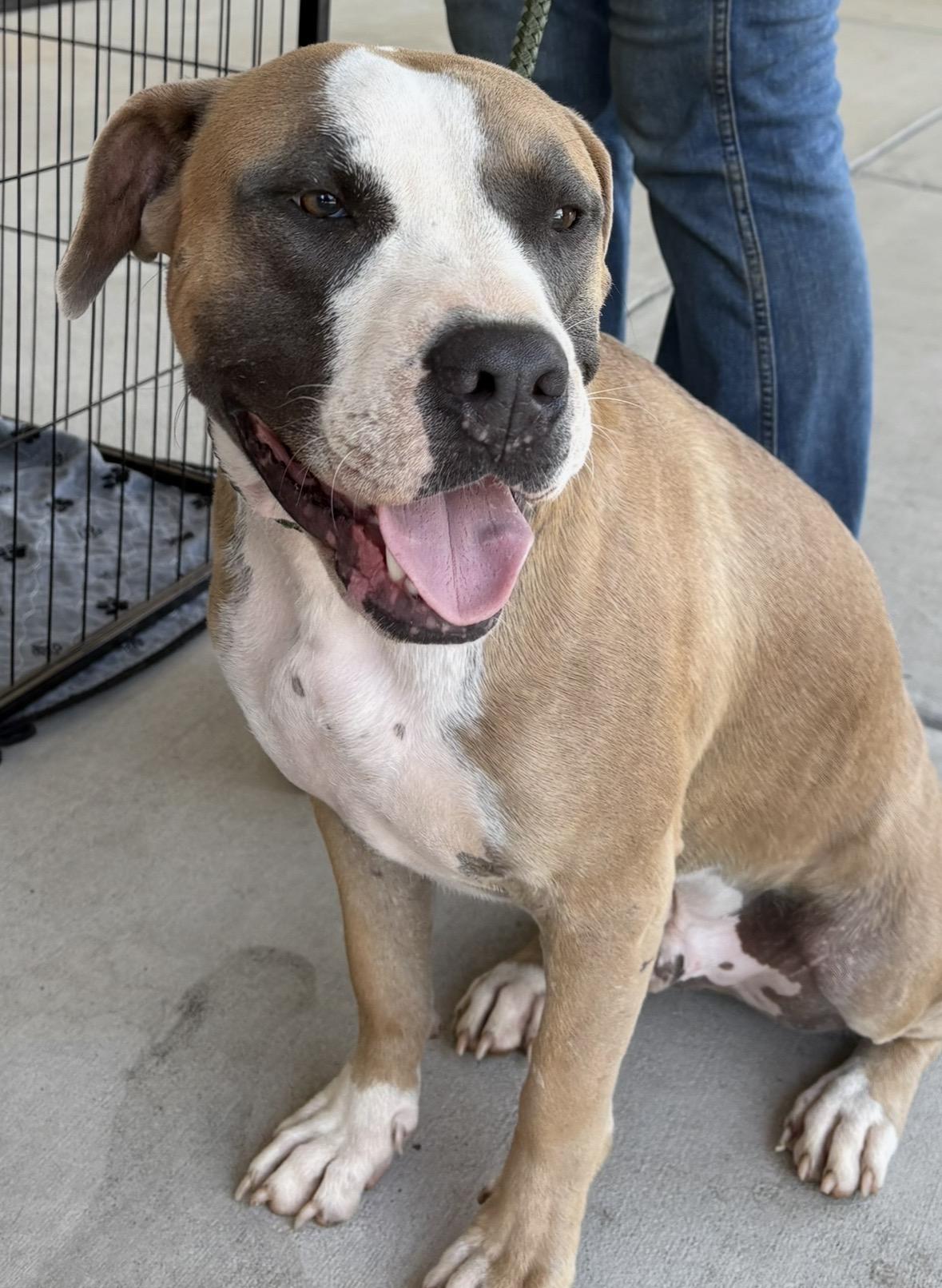 Chili Dog , ADOPTABLE, Adult Male American Staffordshire Terrier & Pit Bull Terrier.