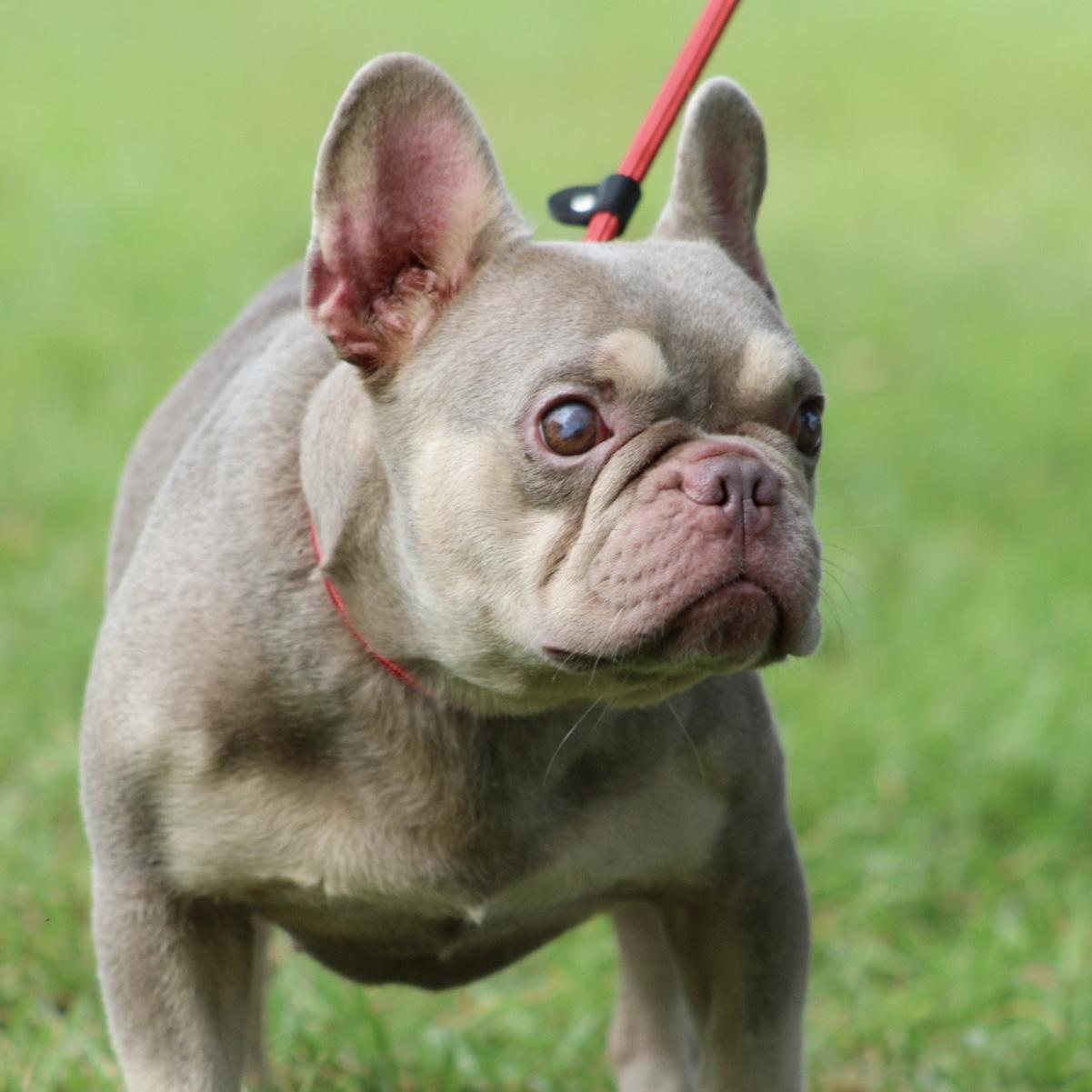 Enlarge Stevie Wonder, a Adoptable French Bulldog in Providence, RI image 2/4