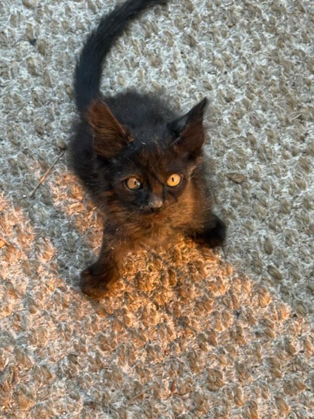 Enlarge Miss Mila, an adopted Domestic Short Hair in Sedalia, CO image 1/1