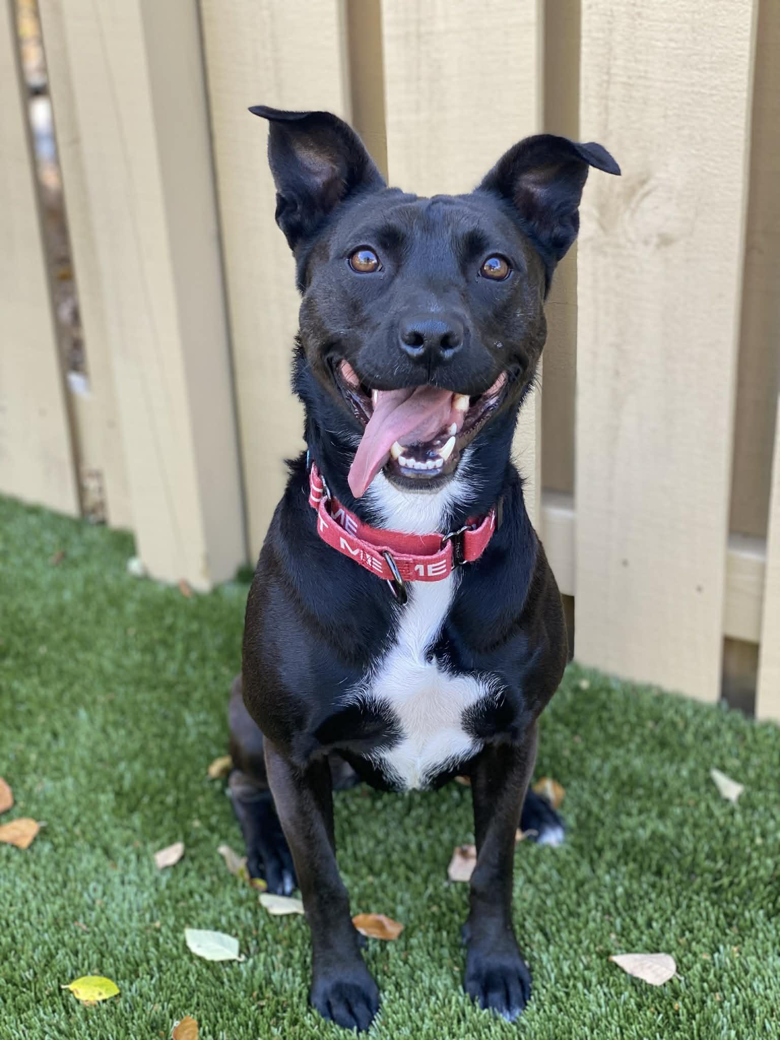 JOSIE, a Adoptable mixed breed in Moab, UT image 5/6