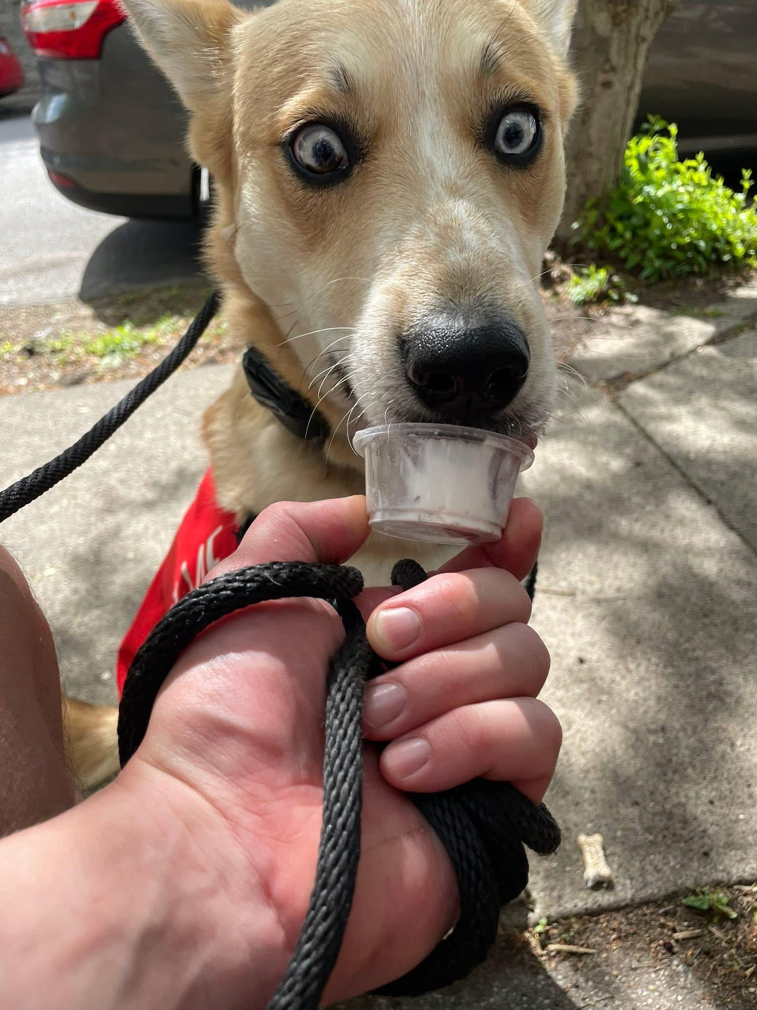 Enlarge Taco, a ADOPTABLE mixed breed in Louisville, KY image 5/6