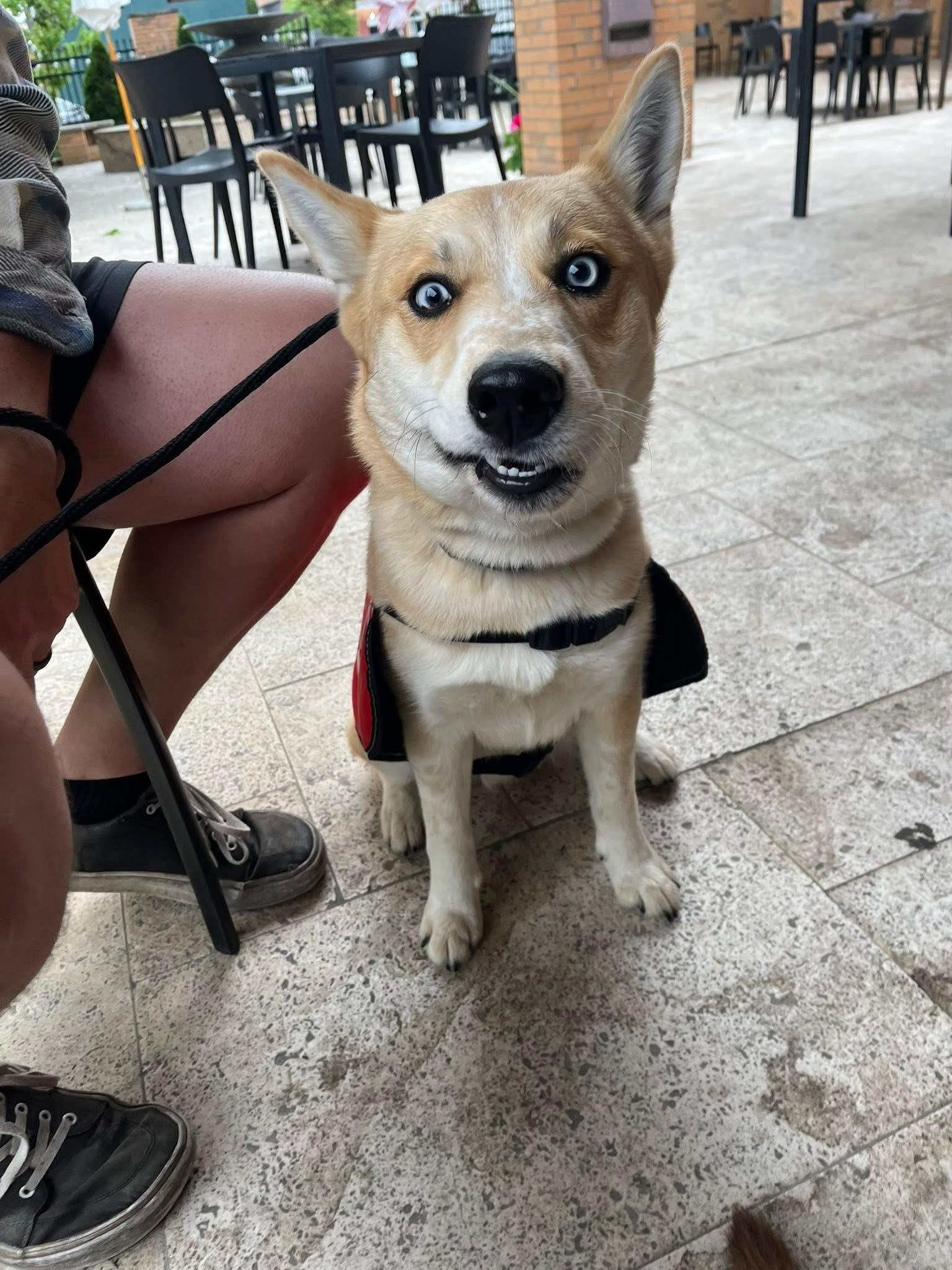 Enlarge Taco, a ADOPTABLE mixed breed in Louisville, KY image 4/6