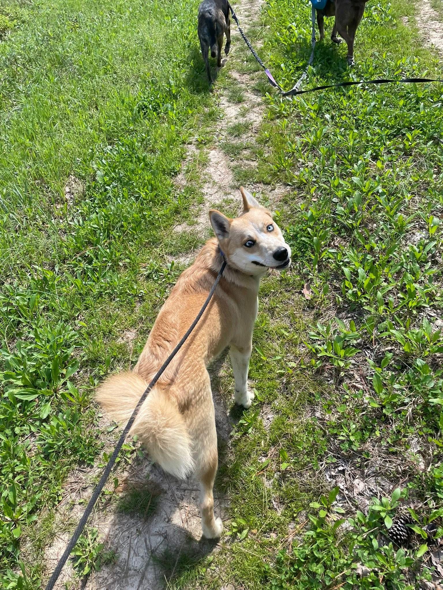 Enlarge Taco, a ADOPTABLE mixed breed in Louisville, KY image 3/6