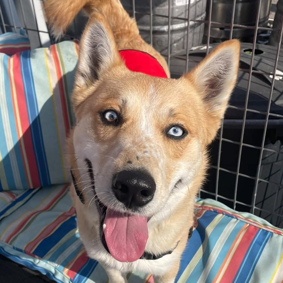 Taco, ADOPTABLE, Adult Male Husky & Cattle Dog.