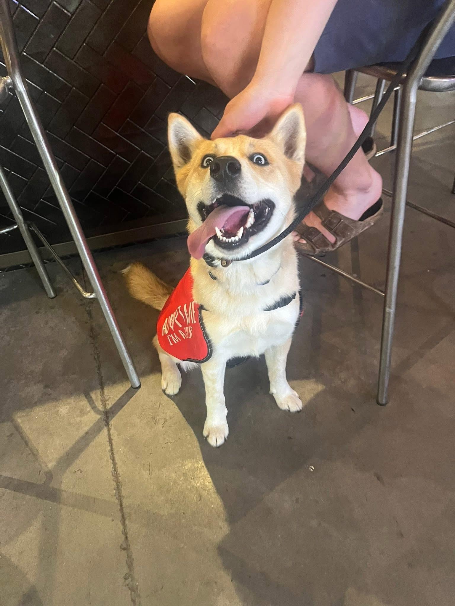 Enlarge Taco, a ADOPTABLE mixed breed in Louisville, KY image 6/6