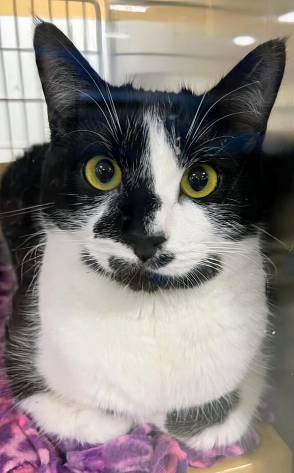 Enlarge Spirit - Rancho Cucamonga PetSmart, a Adoptable Domestic Short Hair in Rancho Cucamonga, CA image 1/4