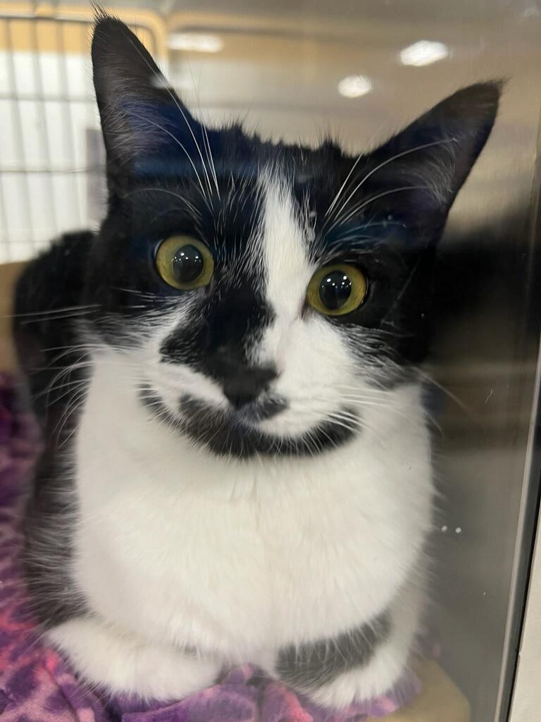 Enlarge Spirit - Rancho Cucamonga PetSmart, a Adoptable Domestic Short Hair in Rancho Cucamonga, CA image 3/4