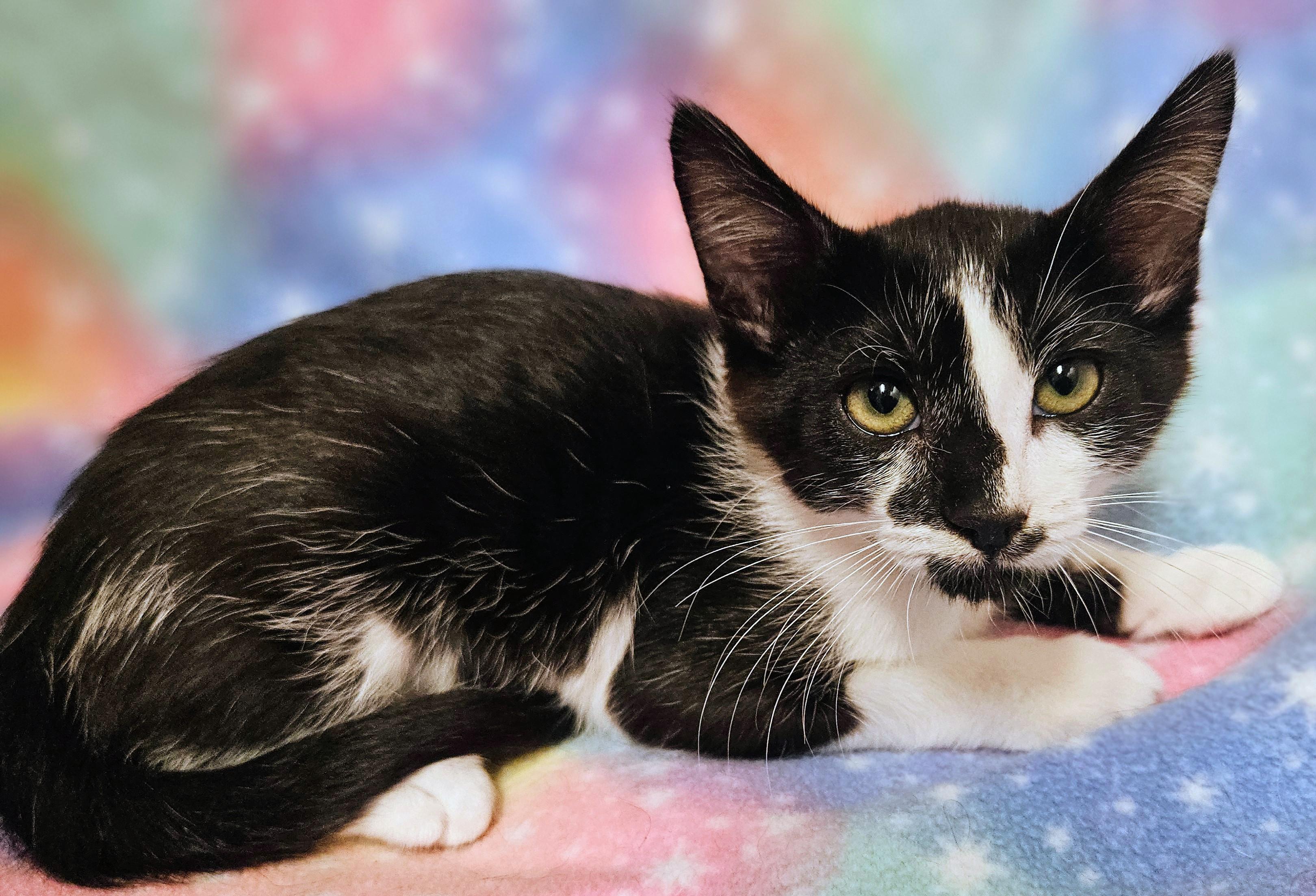 Enlarge Spirit - Rancho Cucamonga PetSmart, a Adoptable Domestic Short Hair in Rancho Cucamonga, CA image 2/3