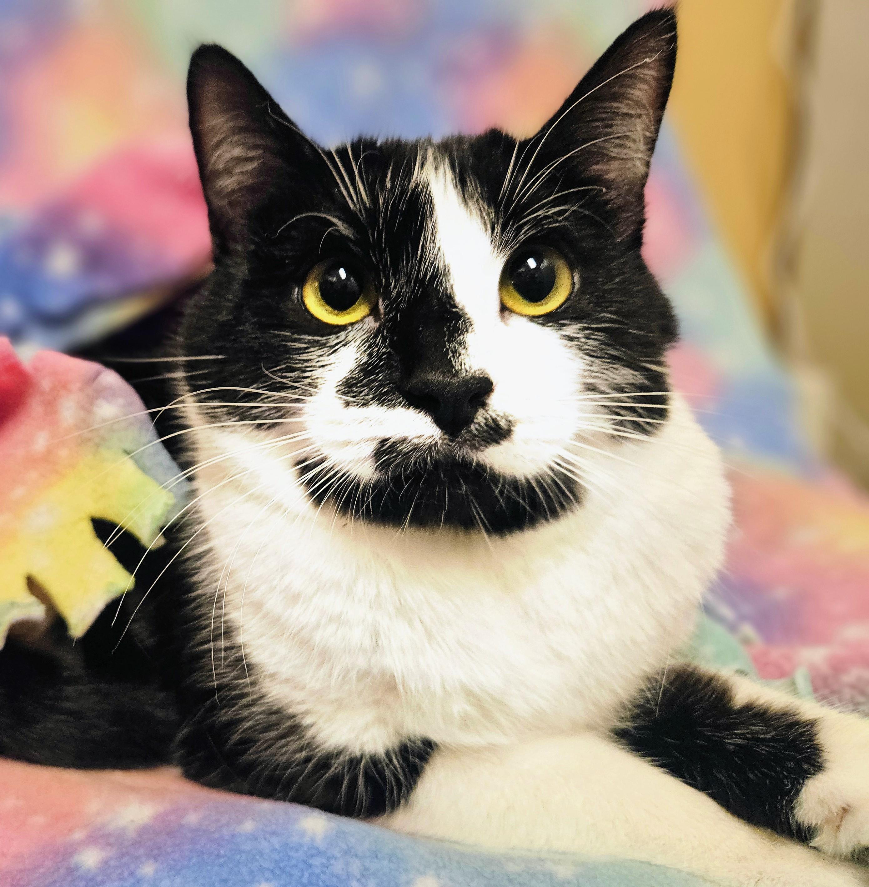 Enlarge Spirit - Rancho Cucamonga PetSmart, a Adoptable Domestic Short Hair in Rancho Cucamonga, CA image 2/4