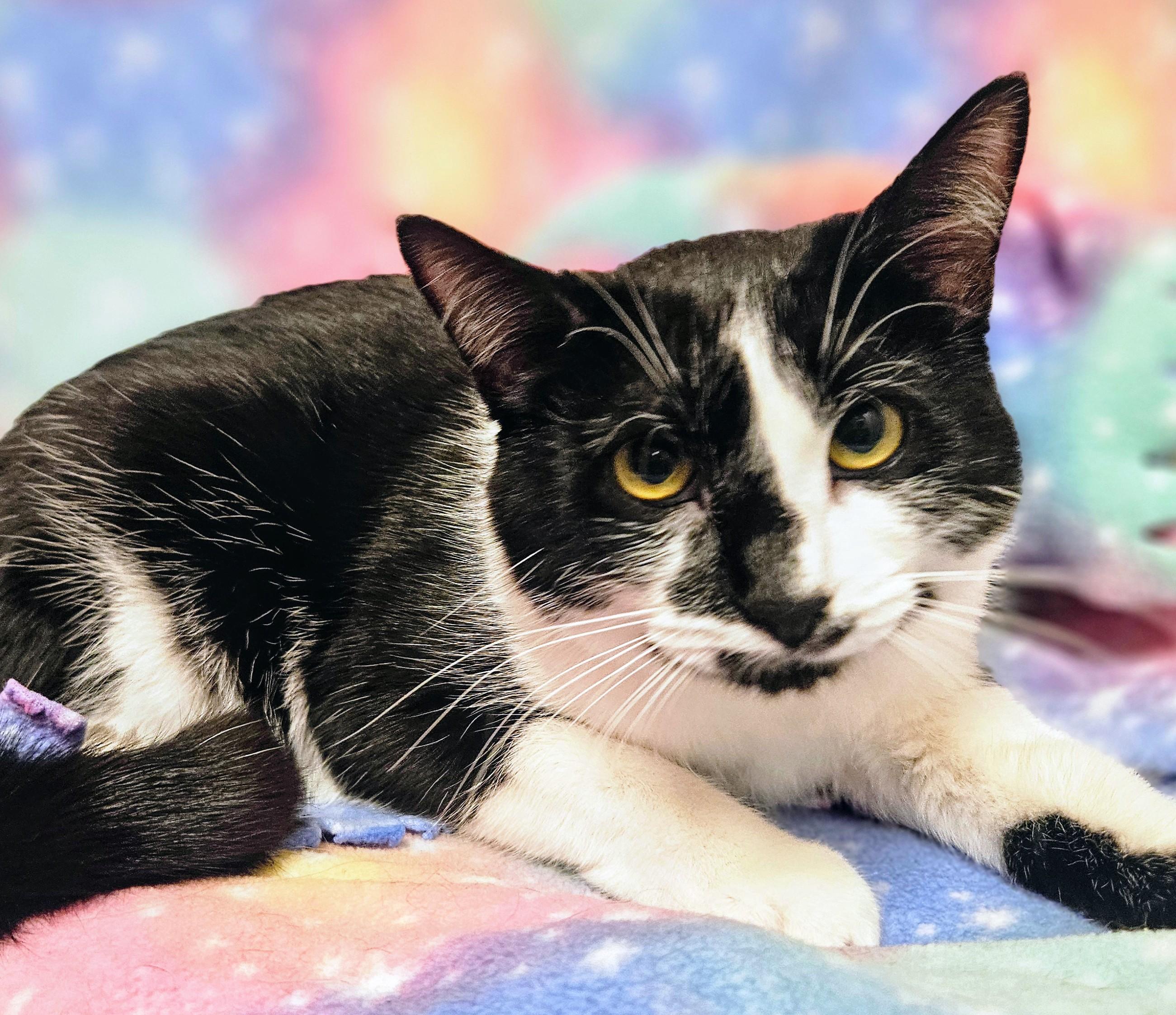 Enlarge Spirit - Rancho Cucamonga PetSmart, a Adoptable Domestic Short Hair in Rancho Cucamonga, CA image 4/4